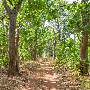 2024-12-20 011 Niokolo-Koba NP Road.jpg