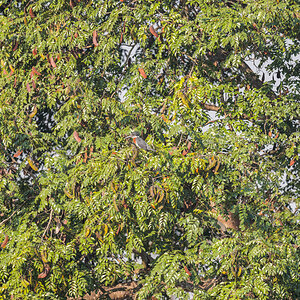 2024-12-15 008 Giant Kingfisher.jpg