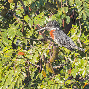 2024-12-15 009 Giant Kingfisher.jpg
