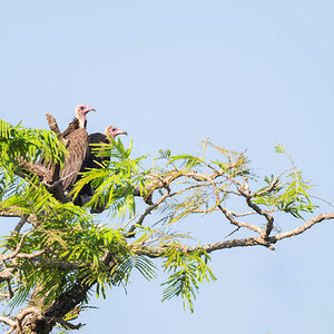 2024-12-15 048 Hooded Vultures.jpg
