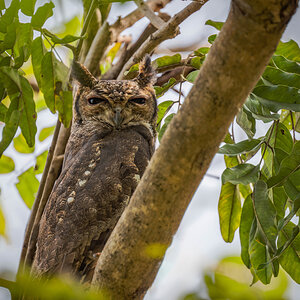 2024-12-16 036 Greyish Eagle-owl.jpg