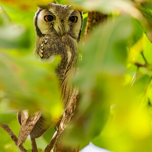 2024-12-16 039 Northern White-faced Owl.jpg