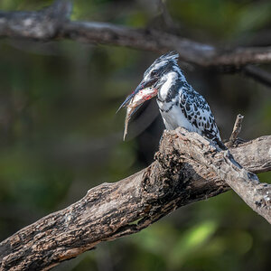 2024-12-17 027 Pied Kingfisher with Fish.jpg