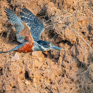 2024-12-19 062 Giant Kingfisher in Flight.jpg