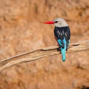 2024-12-19 066 Gray-headed Kingfisher.jpg