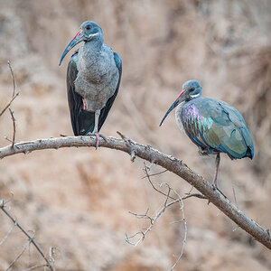 2024-12-19 046 Hadada Ibis.jpg