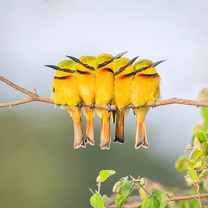 2024-12-21 034 Little Bee-eaters.jpg