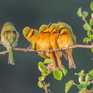 2024-12-21 038 Little Bee-eaters.jpg