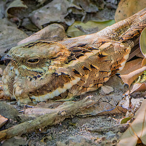 2024-12-14 072 Long-tailed Nightjar.jpg