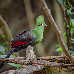 2024-12-16 010 Green Turaco.jpg