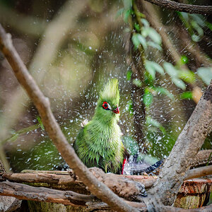 2024-12-16 016 Green Turaco.jpg