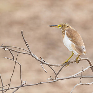 2024-12-18 045 Squacco Heron.jpg
