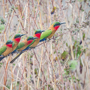 2024-12-18 058 Red-throated Bee-eaters.jpg