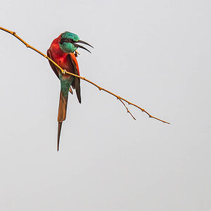2024-12-19 033 Northern Carmine Bee-eater.jpg