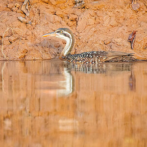 2024-12-19 067 African Finfoot.jpg