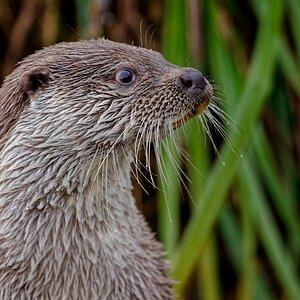 Otter-Portrait III.jpg