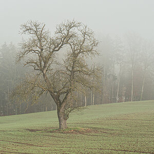 Baum.jpg