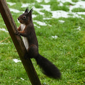 Eichhörnchen am Vogelhaus.jpg