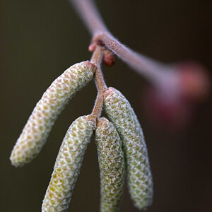 Test Z 7 II-4.jpg