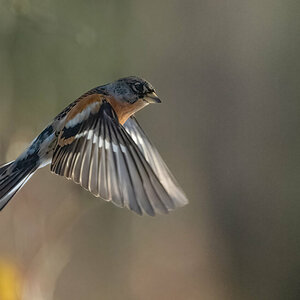 Bergfink Flug Crop.jpg