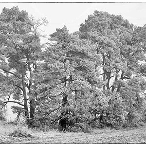 Eiskiefern_bearbeitet-2.jpg
