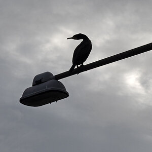 Kormoran 1.jpg