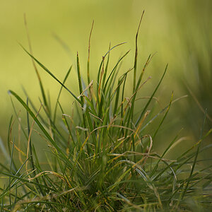 Natur_Zf_DSC0321_18x12x100.jpg