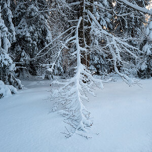 Wald.jpg