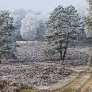 Rauhreifheide 1.jpg