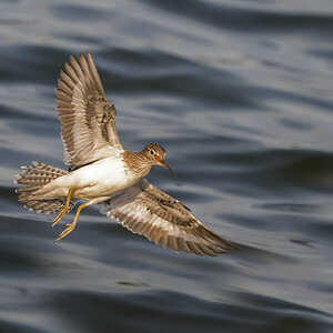NZ9_2958_Flussuferläufer IIA_5-2024.jpg