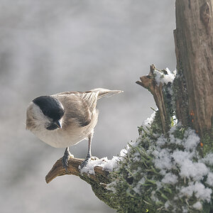 N1209712nikon.jpg