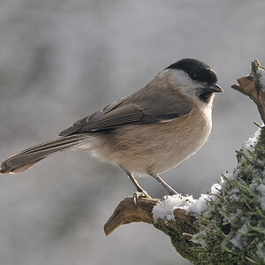N1209690nikon.jpg
