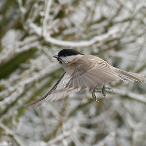 N1209645nikon.jpg