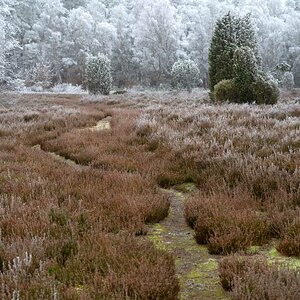 Bokeler Heide 2.jpg