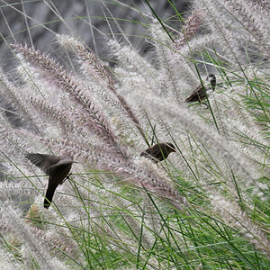 _U010803-crop-1200x800.JPG