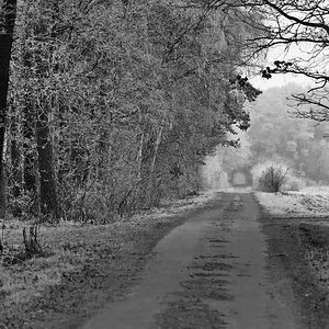 Der Weg ins Moor BW 2.jpg
