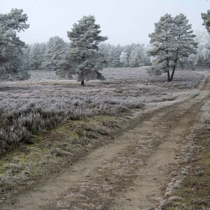 Rauhreifheide 2.jpg