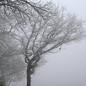 Nebel_Zf_DSC0375_800x1200x150.jpg
