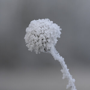 Winter_Zf_DSC0386_1200x800x150.jpg