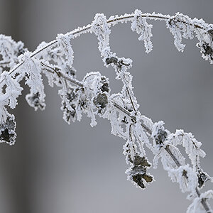 Winter_Zf_DSC0402_1200x800x150.jpg