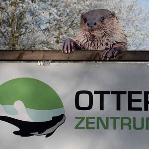 Otterzentrum 1.jpg