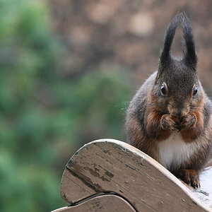 Eichhörnchen am Vogelhaus 2.jpg