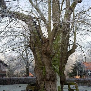 Klosterlinde Isenhagen.jpg