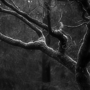 Mooseiche 1 BW_2.jpg