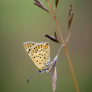 _D716549-DeNoiseAI-clear.jpg
