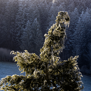 P2020016-2.gif