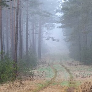 Waldnebel 2.jpg