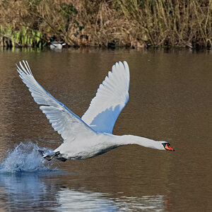Mein lieber Schwan - 2.jpg