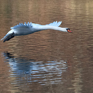 Mein lieber Schwan - 3.jpg