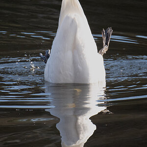 Mein lieber Schwan - 1.jpg